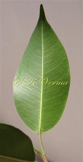  Leaf